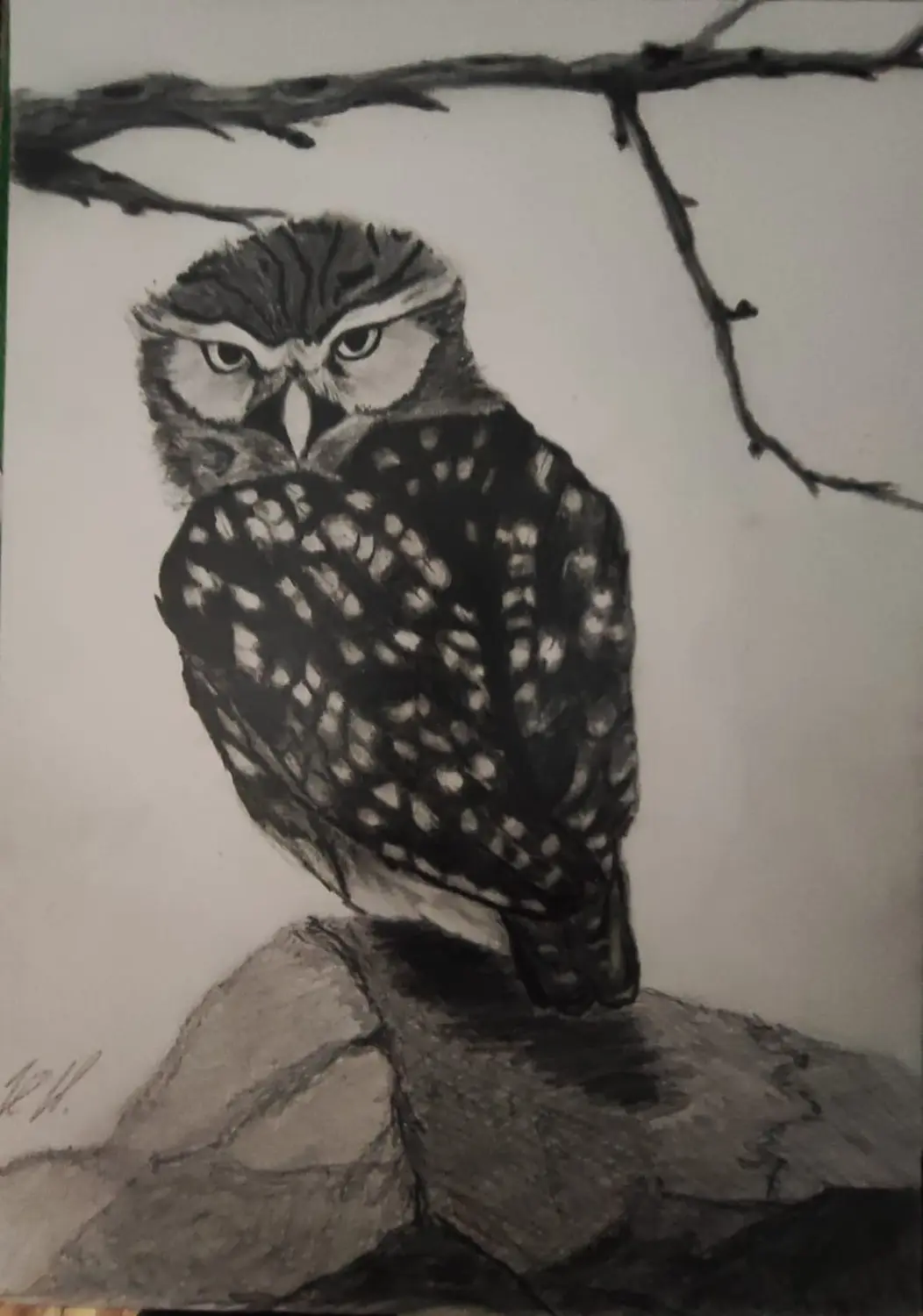 Heiko Wolf -   Steinkauz DIN A 4 Zeichenpapier.