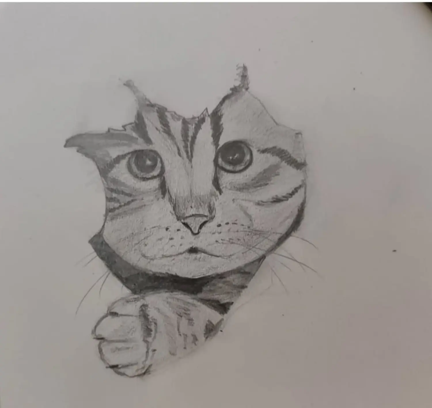 Heiko Wolf -   Katze gräbt sich durch Zeichenblock DIN A 4 Zeichenpapier